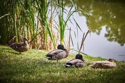 Animaux dans l'hôtel ou à proximité