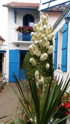 Jardin de l'établissement Les Volets Bleus