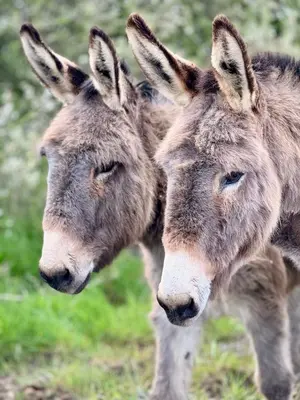 Animaux dans l'hôtel ou à proximité