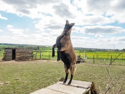 Animaux dans la maison d'hôtes ou à proximité