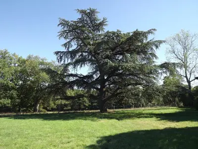 Jardin de l'établissement Manoir de L'Aisnerie