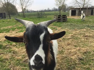 Animaux dans le B&B/chambre d'hôtes ou à proximité