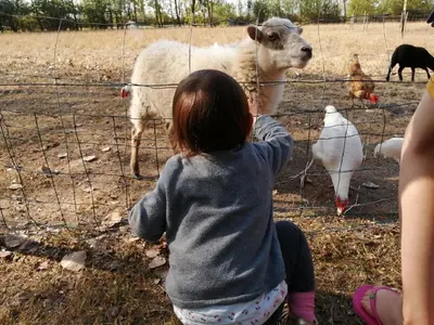 Animaux dans le camping ou à proximité