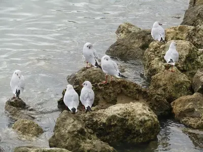 Animaux dans l'appartement ou à proximité