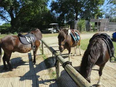 Animaux dans le chalet ou à proximité