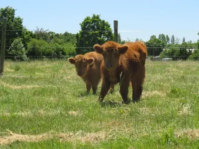 Animaux dans le camping ou à proximité