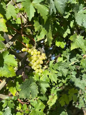 Jardin de l'établissement Halte vendéenne atypique