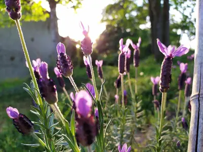 Jardin de l'établissement Les gîtes des Beaux Chênes