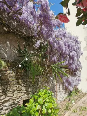 Jardin de l'établissement Appartement INDÉPENDANT centre ville 1chambre
