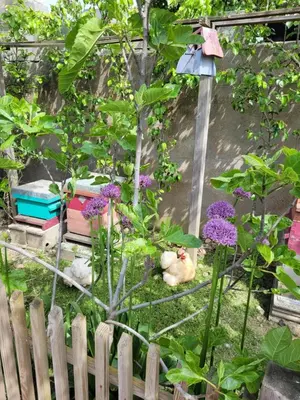 Jardin de l'établissement TINY HOUSE Cosy 1 - Angers Green Lodge
