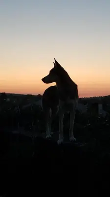 Animal ou animaux domestique(s) séjournant avec des clients dans l'établissement Macapa