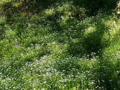 Jardin de l'établissement La Gaucherie aux Dames