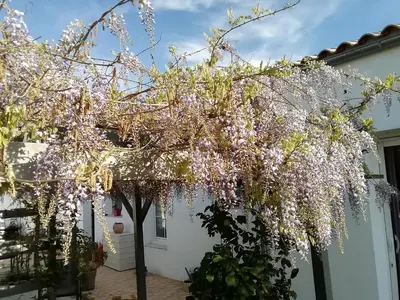 Jardin de l'établissement Challans studio