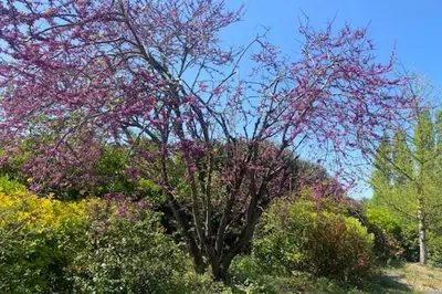 Jardin de l'établissement Le Zen - Sauna - Piscine intérieure