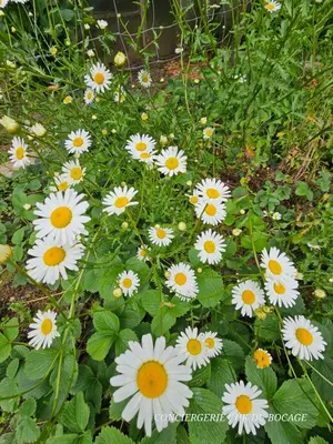Jardin de l'établissement Les Pâquerettes, gîte de campagne 1300 m2 de terrain à 20min du Puy du Fou