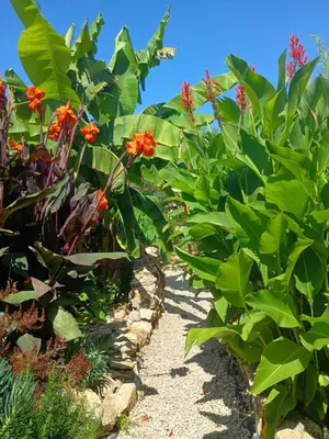 Jardin de l'établissement G1 les oliviers