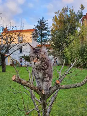 Jardin de l'établissement La Maison du Main Coon