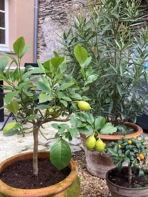 Jardin de l'établissement La Maison du Cocher - Studio climatisé en Hypercentre