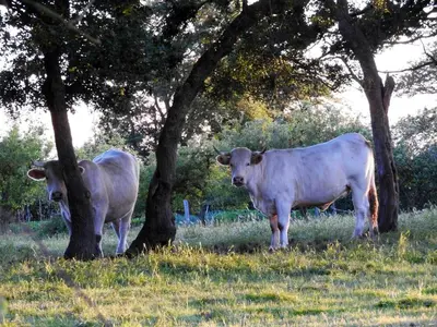 Animaux dans la maison de vacances ou à proximité
