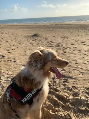Animal ou animaux domestique(s) séjournant avec des clients dans l'établissement Marieno