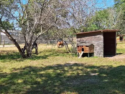 Animaux dans le camping ou à proximité