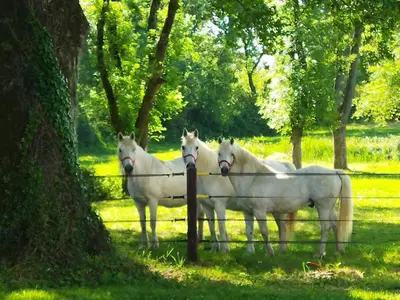 Animaux dans la maison de vacances ou à proximité
