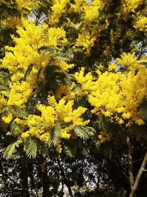 Plan de l'établissement Sous les mimosas
