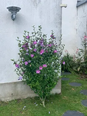 Jardin de l'établissement Chambre d'Hôtes Les Petits Oiseaux